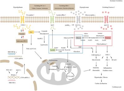 Molecular mechanisms of metabolic dysregulation in diabetic cardiomyopathy